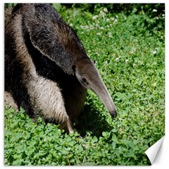 Giant Anteater Canvas 12  X 12  (unframed) by AnimalLover