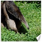 Giant Anteater Canvas 12  x 12  (Unframed) 11.4 x11.56  Canvas - 1