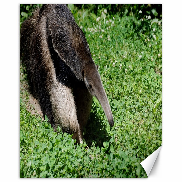 Giant Anteater Canvas 16  x 20  (Unframed)