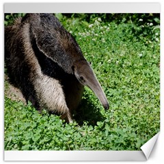 Giant Anteater Canvas 20  X 20  (unframed)