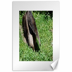 Giant Anteater Canvas 24  X 36  (unframed)