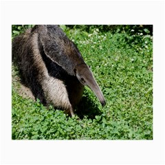 Giant Anteater Glasses Cloth (small, Two Sided)