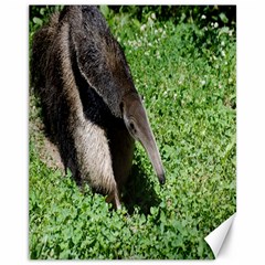 Giant Anteater Canvas 11  X 14  (unframed)