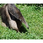 Giant Anteater Deluxe Canvas 14  x 11  (Framed) 14  x 11  x 1.5  Stretched Canvas