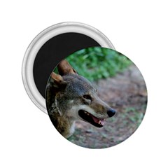 Red Wolf 2 25  Button Magnet by AnimalLover