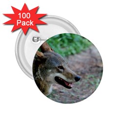 Red Wolf 2 25  Button (100 Pack)