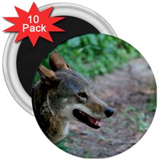 Red Wolf 3  Button Magnet (10 Pack)