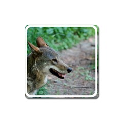 Red Wolf Magnet (square) by AnimalLover