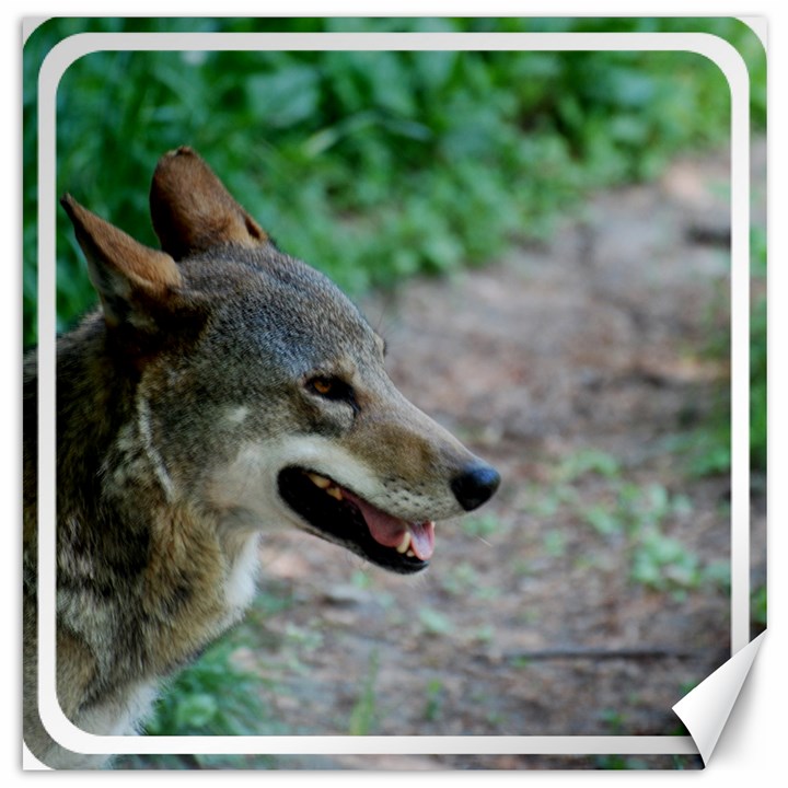 Red Wolf Canvas 12  x 12  (Unframed)