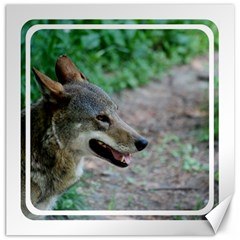 Red Wolf Canvas 20  X 20  (unframed)