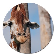 Cute Giraffe Magnet 5  (round)