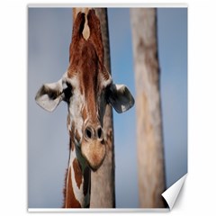 Cute Giraffe Canvas 18  X 24  (unframed)