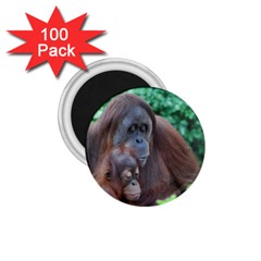 Orangutan Family 1 75  Button Magnet (100 Pack) by AnimalLover