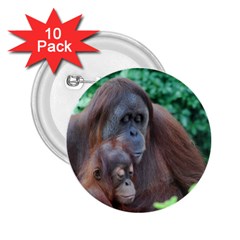 Orangutan Family 2 25  Button (10 Pack) by AnimalLover