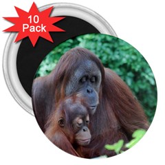 Orangutan Family 3  Button Magnet (10 Pack)