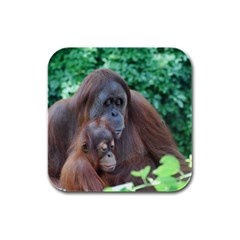 Orangutan Family Drink Coasters 4 Pack (square) by AnimalLover