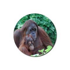 Orangutan Family Drink Coaster (round)