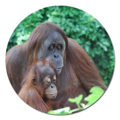 Orangutan Family Magnet 5  (round) by AnimalLover