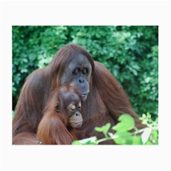 Orangutan Family Glasses Cloth (small) by AnimalLover