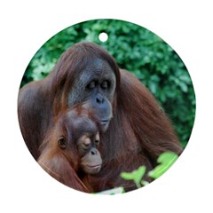 Orangutan Family Round Ornament (two Sides) by AnimalLover