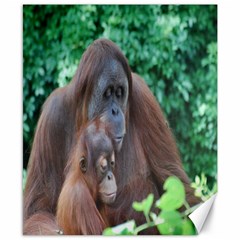 Orangutan Family Canvas 8  X 10  (unframed) by AnimalLover