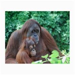 Orangutan Family Glasses Cloth (Small, Two Sided) Front