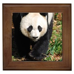 Giant Panda Framed Ceramic Tile by AnimalLover