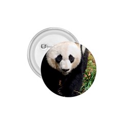 Giant Panda 1 75  Button