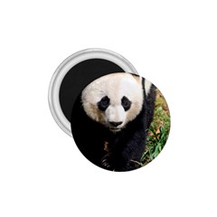 Giant Panda 1 75  Button Magnet by AnimalLover