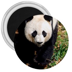 Giant Panda 3  Button Magnet