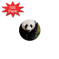 Giant Panda 1  Mini Button (100 Pack)