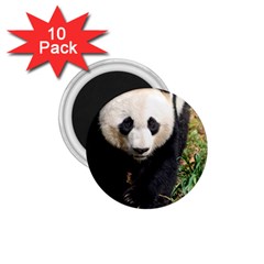 Giant Panda 1 75  Button Magnet (10 Pack)