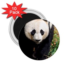 Giant Panda 2 25  Button Magnet (10 Pack) by AnimalLover