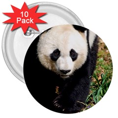 Giant Panda 3  Button (10 Pack)