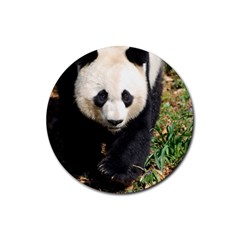 Giant Panda Drink Coaster (round) by AnimalLover