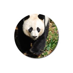 Giant Panda Magnet 3  (round) by AnimalLover