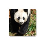 Giant Panda Magnet (Square) Front