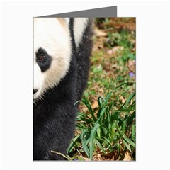 Giant Panda Greeting Card (8 Pack) by AnimalLover