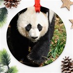 Giant Panda Round Ornament (Two Sides) Back