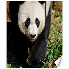 Giant Panda Canvas 8  X 10  (unframed)