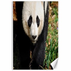 Giant Panda Canvas 12  X 18  (unframed)