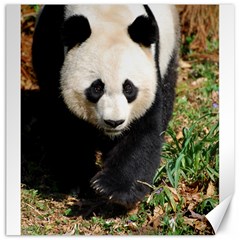 Giant Panda Canvas 20  X 20  (unframed)