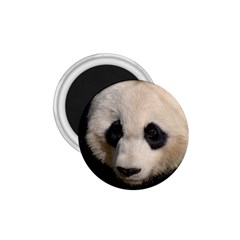 Adorable Panda 1 75  Button Magnet by AnimalLover