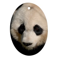 Adorable Panda Oval Ornament