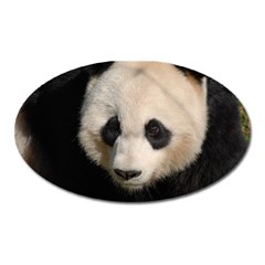 Adorable Panda Magnet (oval) by AnimalLover