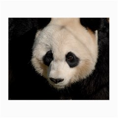 Adorable Panda Glasses Cloth (small) by AnimalLover