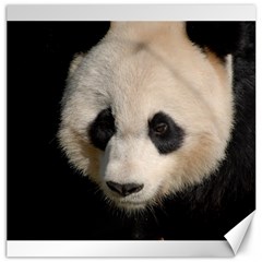 Adorable Panda Canvas 20  X 20  (unframed)