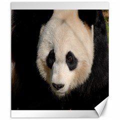 Adorable Panda Canvas 20  X 24  (unframed)