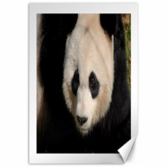 Adorable Panda Canvas 20  X 30  (unframed)