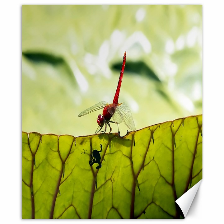 Dragonfly Canvas 8  x 10  (Unframed)